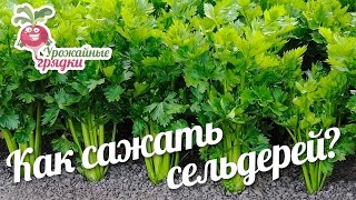 Как сажать сельдерей? Урожайные грядки