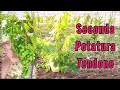 Guida Seconda Potatura Vite Uva da Tavola