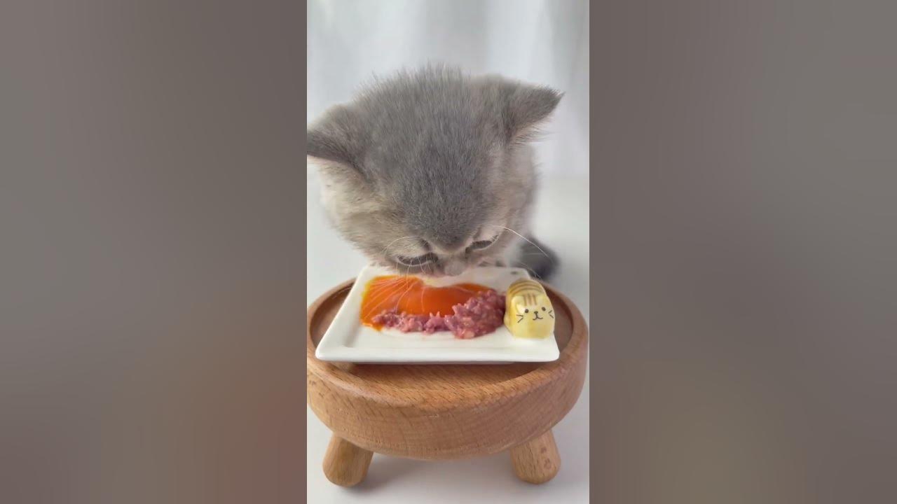 cats-eat-raw-minced-beef-and-eggs-asmr-cat-shorts-cats-catvideos