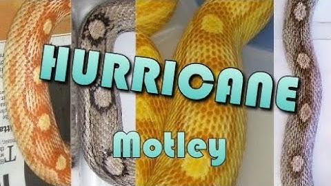HURRICANE Motley! & How FROSTING relates | Corn Snake Morph Deep Dive #24