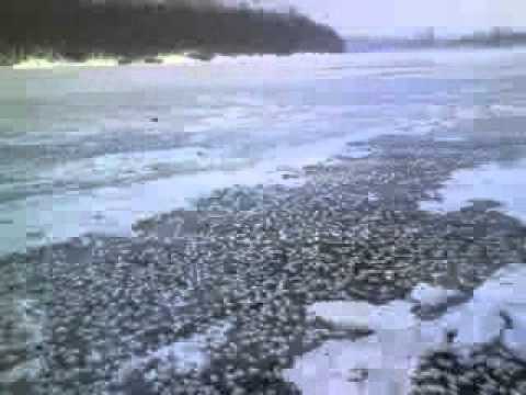 Video: Zamrzla rieka Mersey?