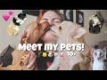 MEET MY PETS! 🐶🐱🐭