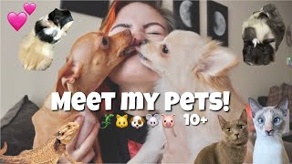 MEET MY PETS! 🐶🐱🐭