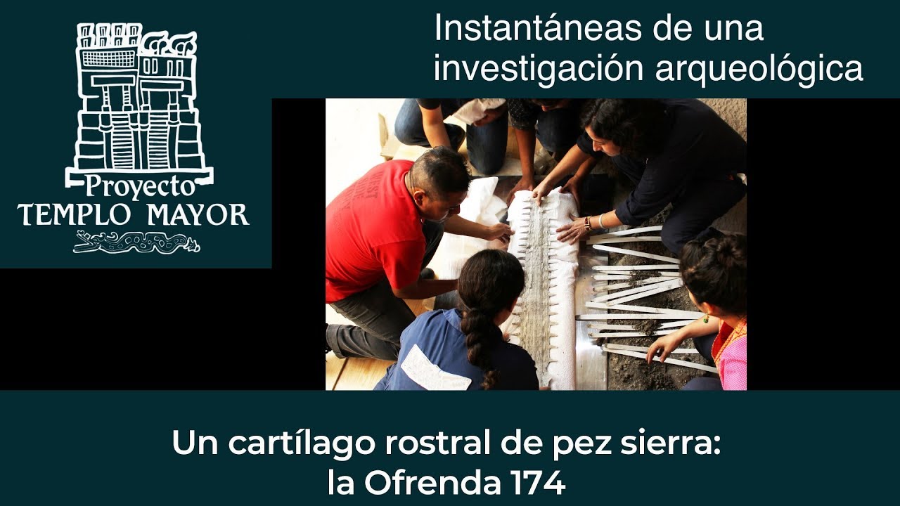zonasinhunter Un cartílago rostral de pez sierra: la Ofrenda 174