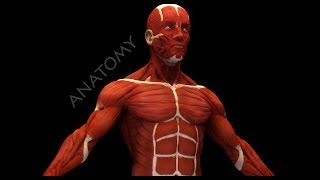 3dmodel human anatomy muscles at 3dexport.com