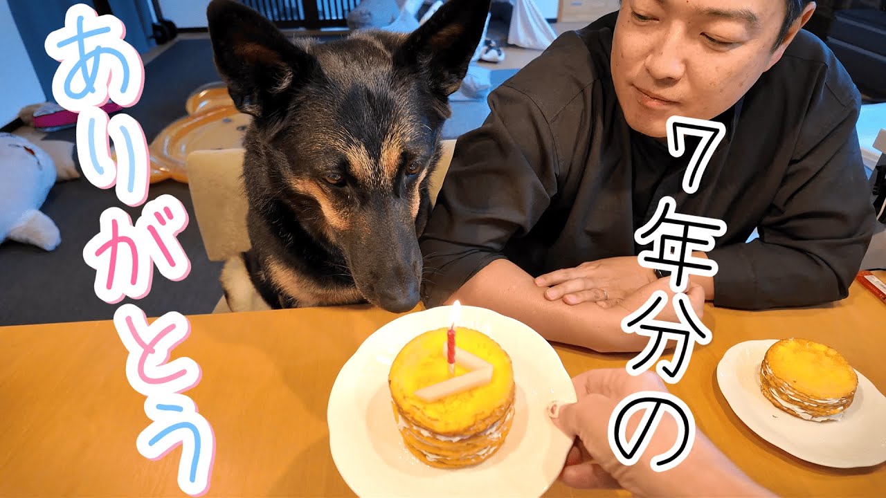 For Our Dog's 7th Birthday, We Made a Mille-Crêpe Cake and It