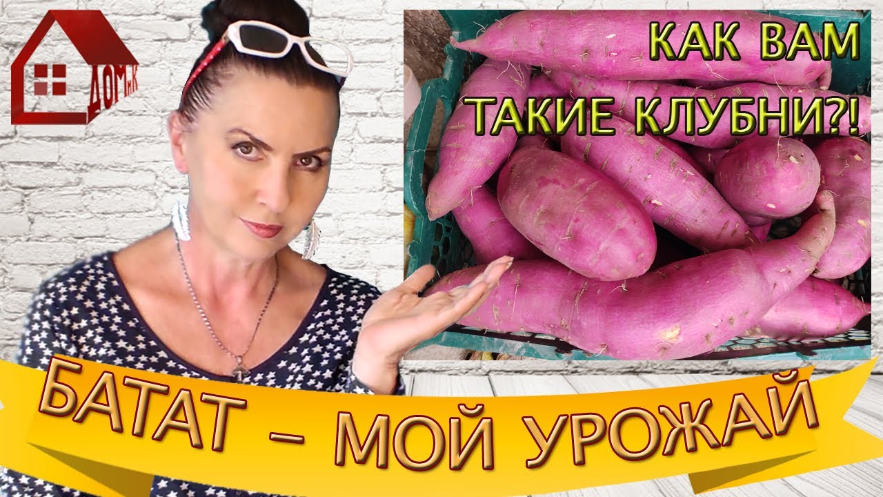 БАТАТ УРОЖАЙ 2021 - Результат эксперимента загущенной посадки