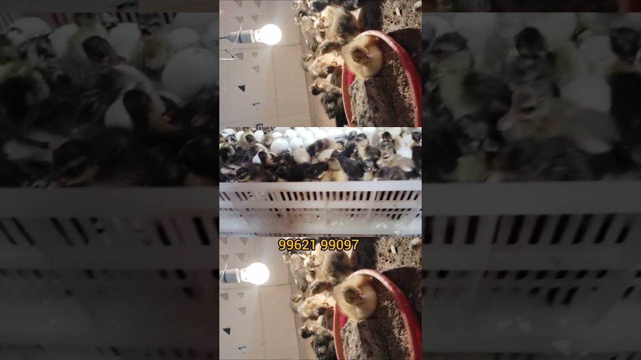 500 eggs fully automatic incubator 