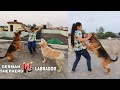 Dog Training | Labrador Vs German Shepherd  😱😱