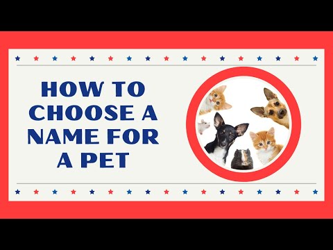 فيديو: كيفية اختيار اسم القط الفريد