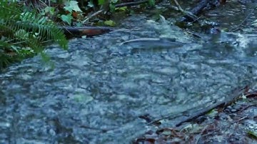 Cá lội ngược dòng là cá sống - Người vượt nghịch cảnh người thành công