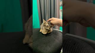 Ayah punya kucing besar #kucinglucu #funny #comedy #trending #viral