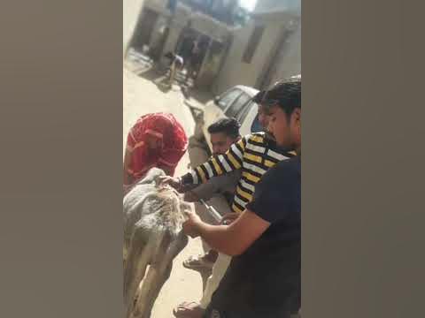 Animal rescue by animal ngo team - 804 | Animal ngo | cow 