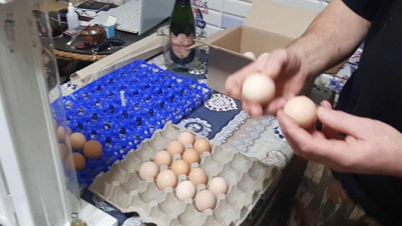 Чем обработать яйца перед закладкой в инкубатор. Дезинфекция инкубационных яиц. Дезинфекция инкубационного яйца в коробке. Обработка яиц перекисью водорода перед закладкой в инкубатор. Чудный дворик Саратов дезинфекция яйца.
