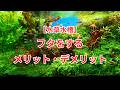 【水草水槽】フタをするメリット・デメリット