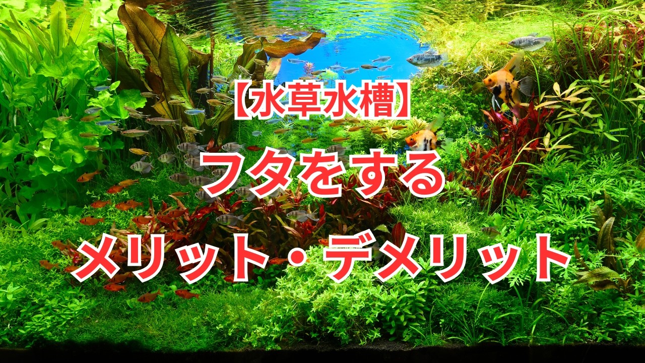 Aquatic Plant Tank] Advantages and Disadvantages of Using a Lid