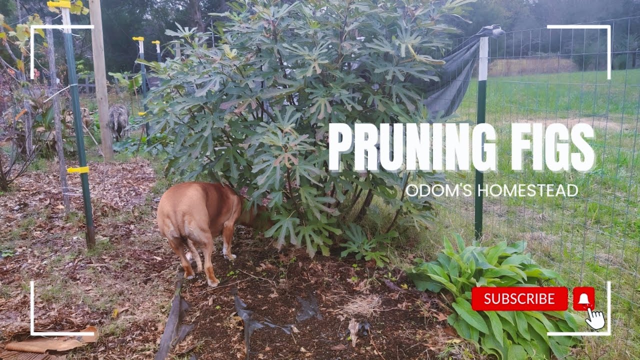 Pruning Fig Trees Before Frost #gardening - YouTube