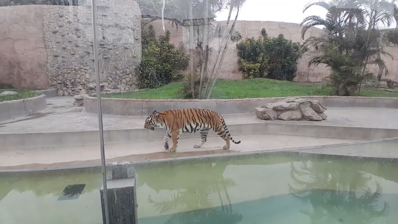 Felinario Parque de las Leyendas(4)
