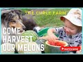 **Harvest my watermelons with me -3 TOP TIPS TO CHECK RIPENESS + Close up of dried tendrils **