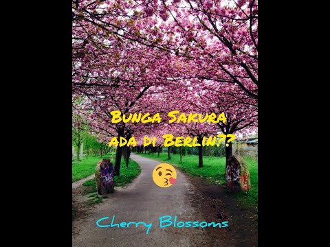 Video: Bunga Sakura di Jerman