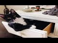 Gatos Graciosos - Videos de Risa de Gatos Chistosos # 53