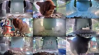 12 Hours of Hello Street Cats 😺💞 4/26/26 Pt 2