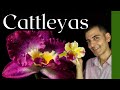 CUIDAR CATTLEYAS | Todo sobre Cattleyas | cultivar Cattleyas | Sustrato y cuidados orquídea cattleya