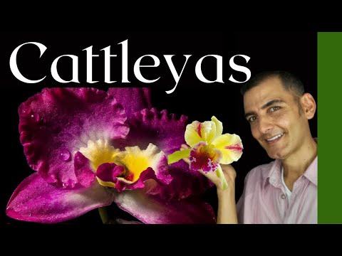 Video: Información sobre la orquídea Cattleya - Cómo cultivar orquídeas Cattleya