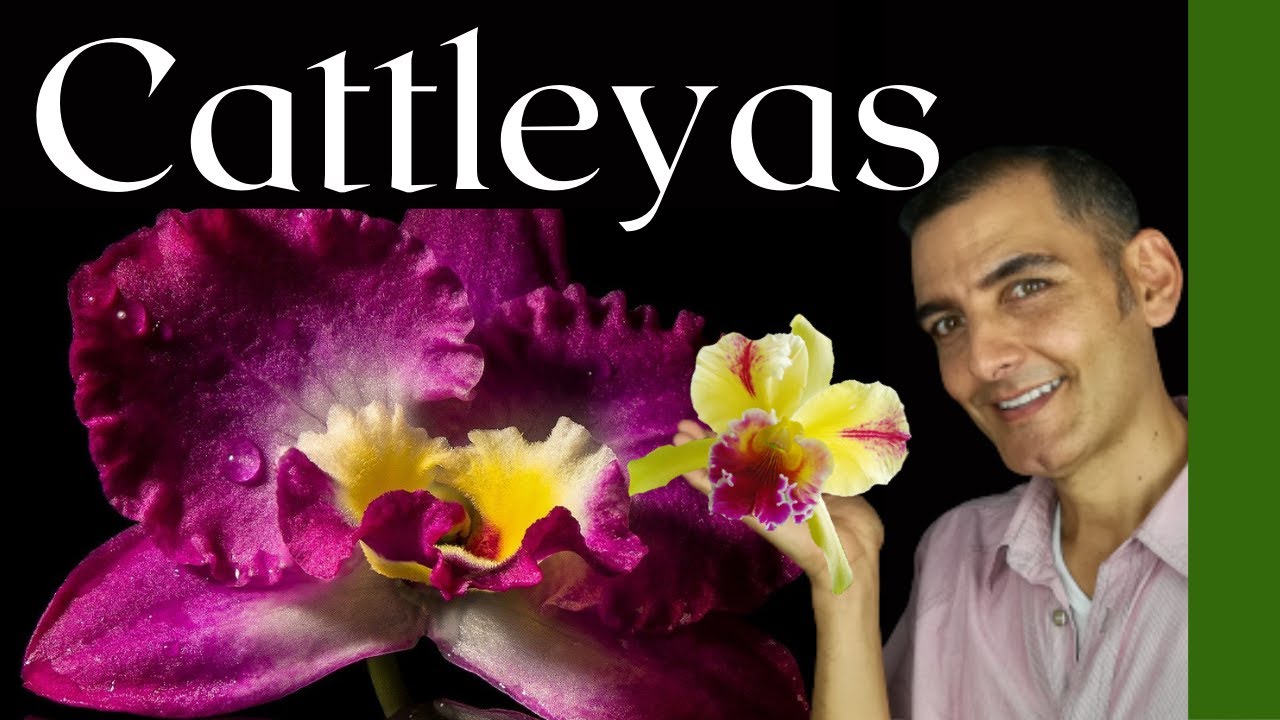 CUIDAR CATTLEYAS | Todo sobre Cattleyas | cultivar Cattleyas | Sustrato y cuidados orquídea cattleya