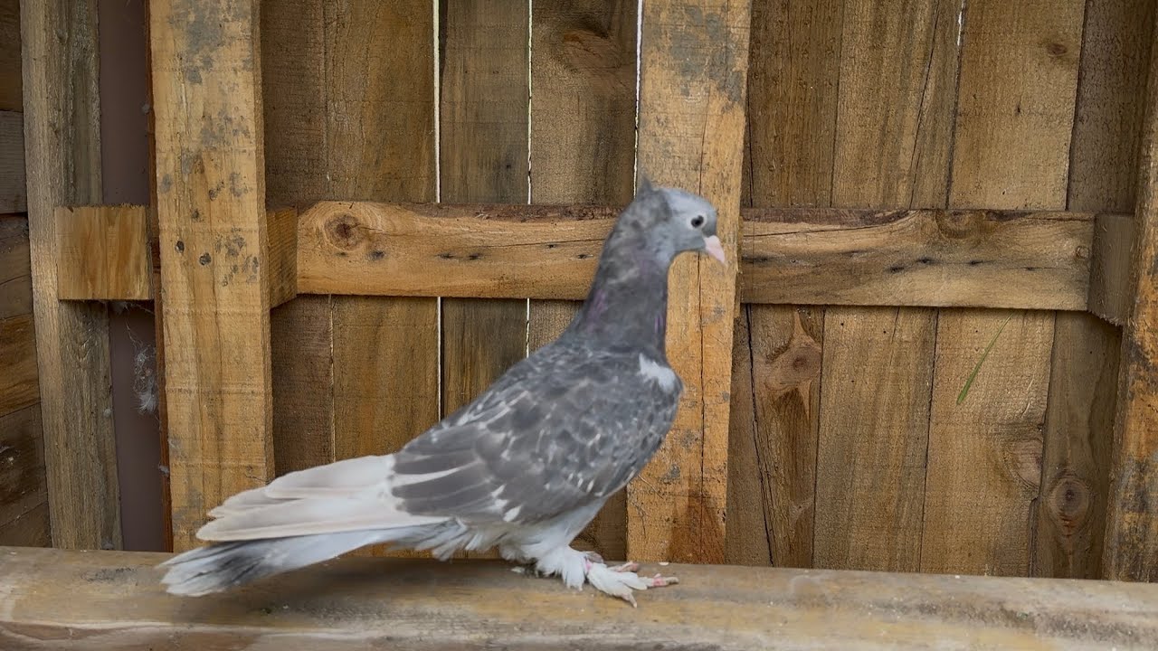 YENİ UÇUM YERİ ÖNDERDEN YENİ KUŞLAR GELDİ KÜMES TEMİZLİĞİ