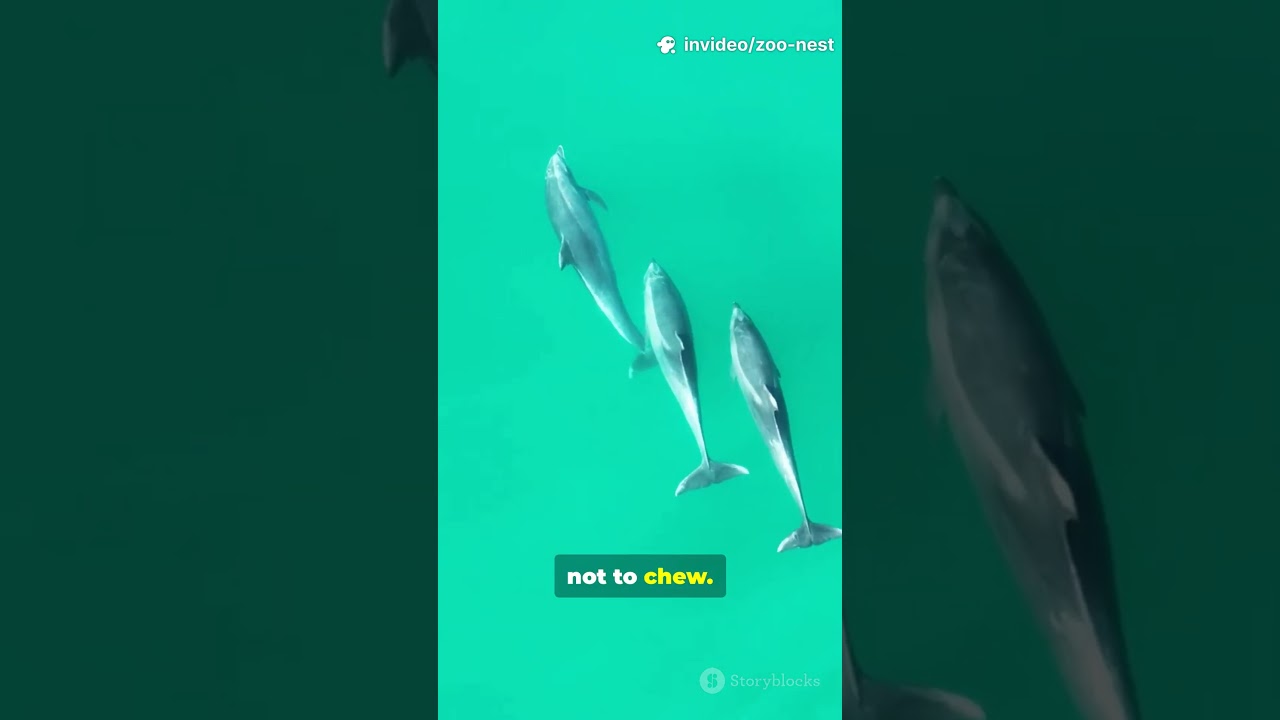 Dolphin Facts in 60s! 🐬 