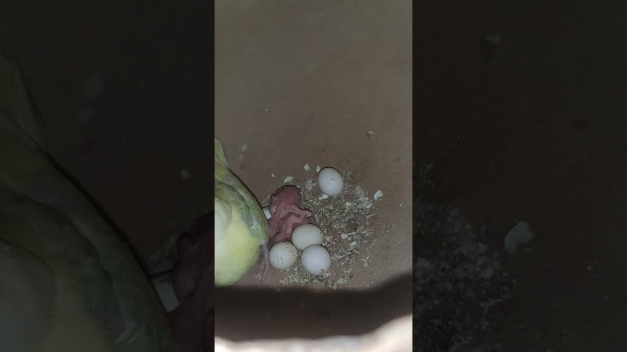 jaipur birds buggries perrot