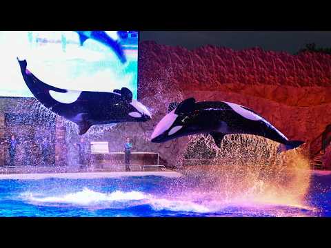 Light Up the Night (Full Show) - SeaWorld Orlando - June 11, 2026