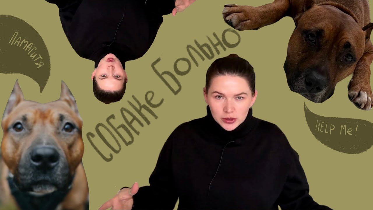 Как понять, что у собаки что-то болит?