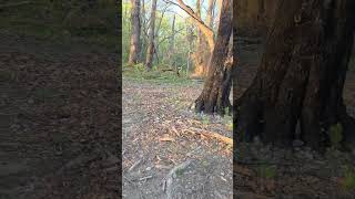 Oylife Shaken ON A HIKE Review