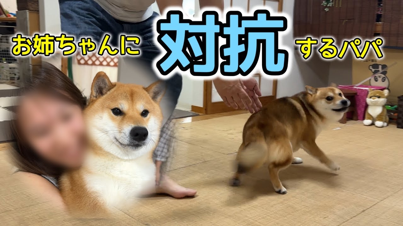 お姉ちゃんに対抗！出張帰りのパパが柴犬てぃーだとの感動の再会を目論む　#柴犬 #柴犬てぃーだ #shiba