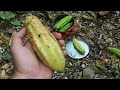 Cuajilote, guajilote, turi, cacao de mono, jilote de árbol, pepino kat, Parmentiera aculeata