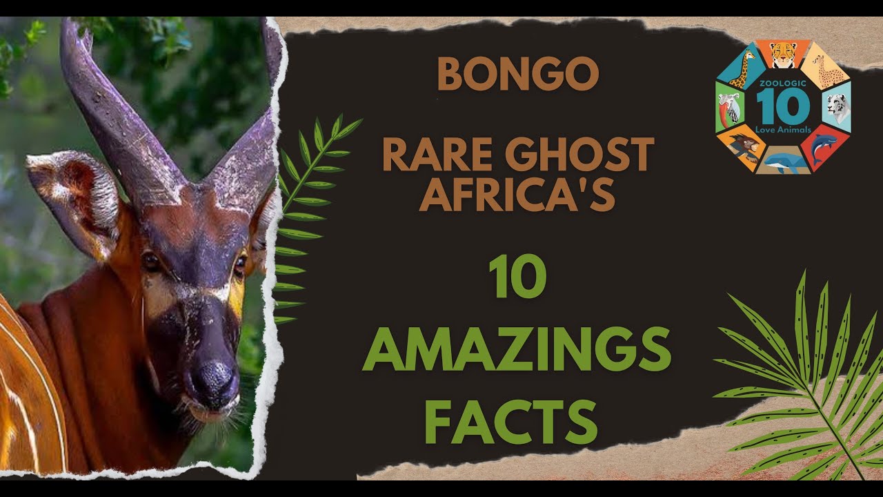 10 Amazing Facts About Bongo Antelope | Africa’s Rare Ghost of the Forest | Zoologic10