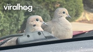 Birds Perch On Moving Car || Viralhog