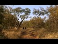 غابات افريقيا الافتراس Africa's forests predation