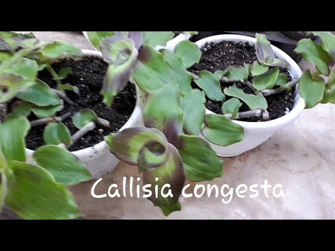 Video: Callisia La Graziosa