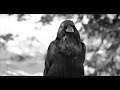Miniature de la vidéo de la chanson Calls Of The Crows