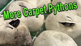 Celebrity Clutch 3 Egg Cutting! More Jungle Carpet Pythons Profile