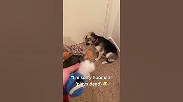 Guilty Puppy Plays Dead after Getting Caught || ViralHog