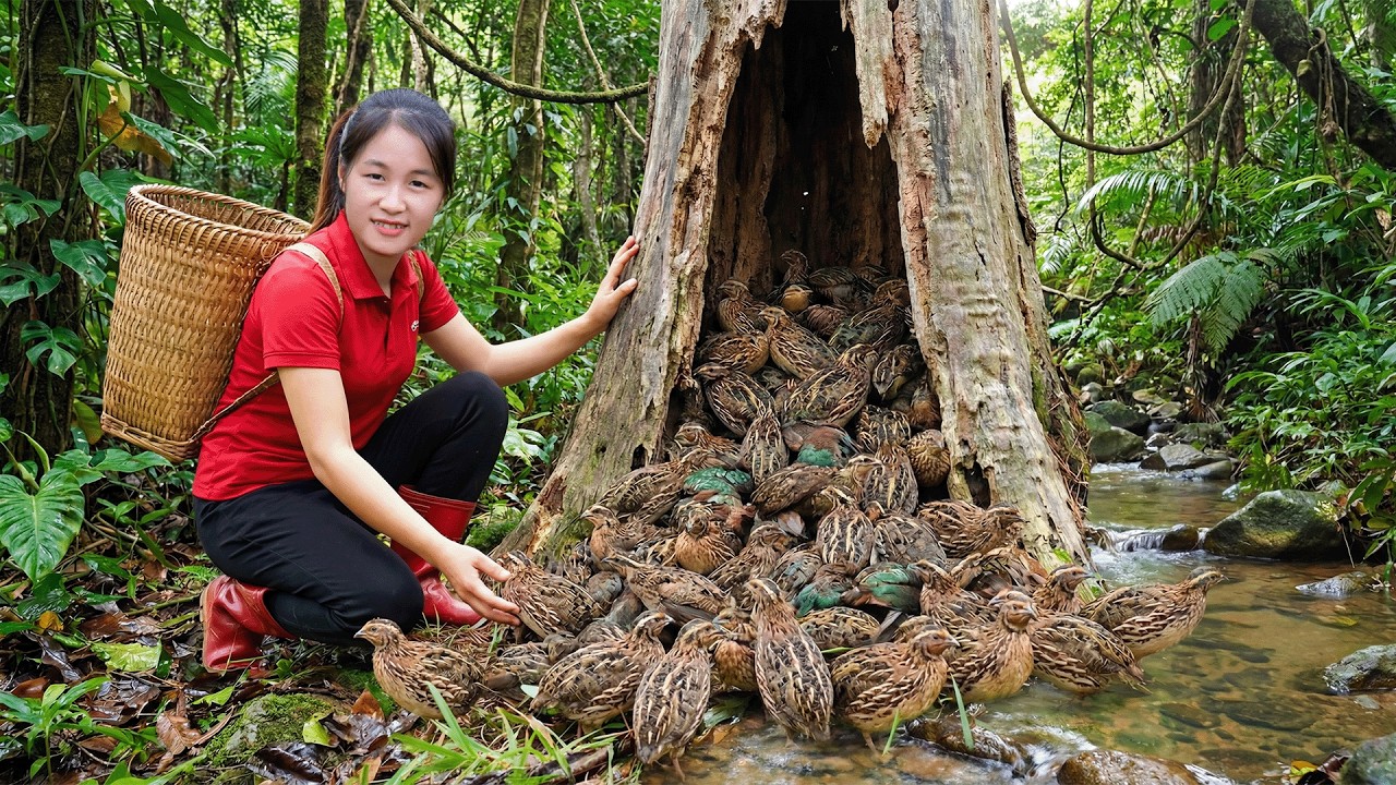 Harvesting A Lot Of Quail Eggs, Quails, Chicken Eggs in Wild - Bring Them to Market to Sell