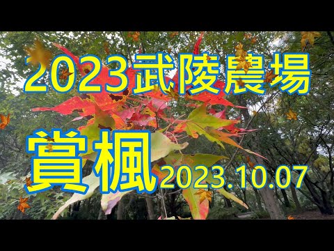 2023武陵農場賞楓-武陵賓館落羽松.桃花莊銀杏林2023/10/07