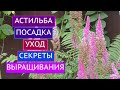 АСТИЛЬБА: ВСЕ, ЧТО НУЖНО ЗНАТЬ ОБ УХОДЕ + ПОСАДКА!