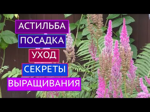 АСТИЛЬБА: ВСЕ, ЧТО НУЖНО ЗНАТЬ ОБ УХОДЕ + ПОСАДКА!