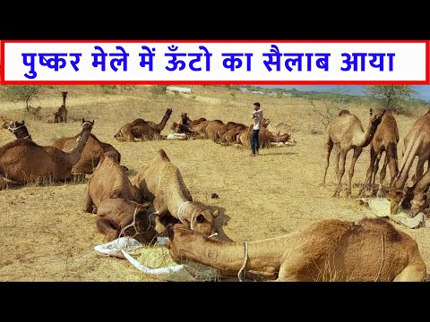 200 ऊंटों की लहर आई पुष्कर ऊँट बाजार 2023 पुष्कर पशु मेला Pushkar Camel Market India Camel price @SANJEEVKUMARGUPTA