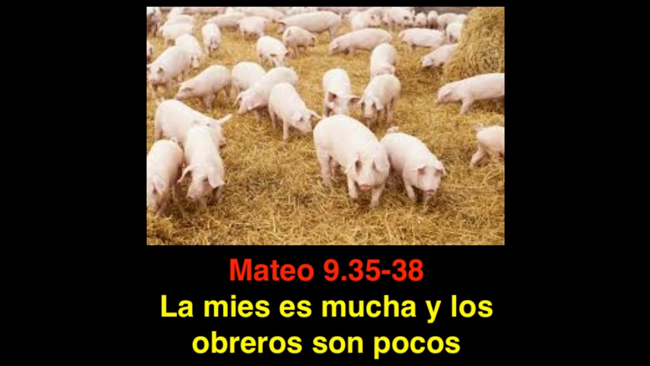 Mateo 9 35 38 La Mies Es Mucha Y Pocos Los Obreros Youtube 